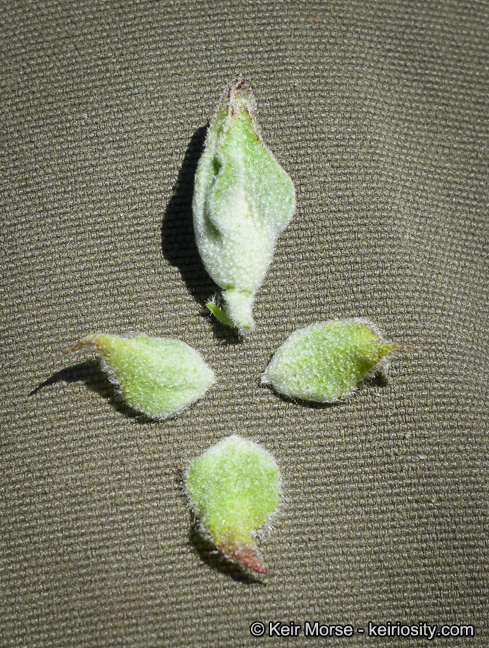 Image of Indian Valley bushmallow