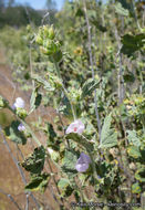 Image of Indian Valley bushmallow