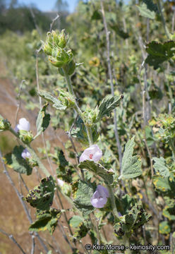 Image of Indian Valley bushmallow