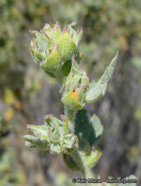 Image of Indian Valley bushmallow