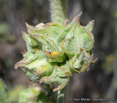 Image of Indian Valley bushmallow