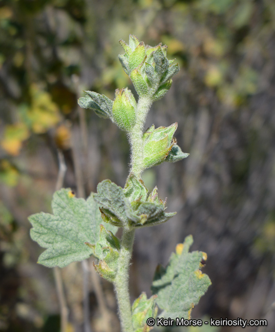 Image of Indian Valley bushmallow