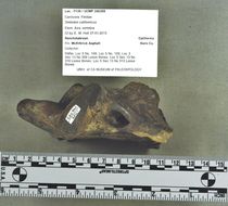 Image of <i>Smilodon californicus</i>