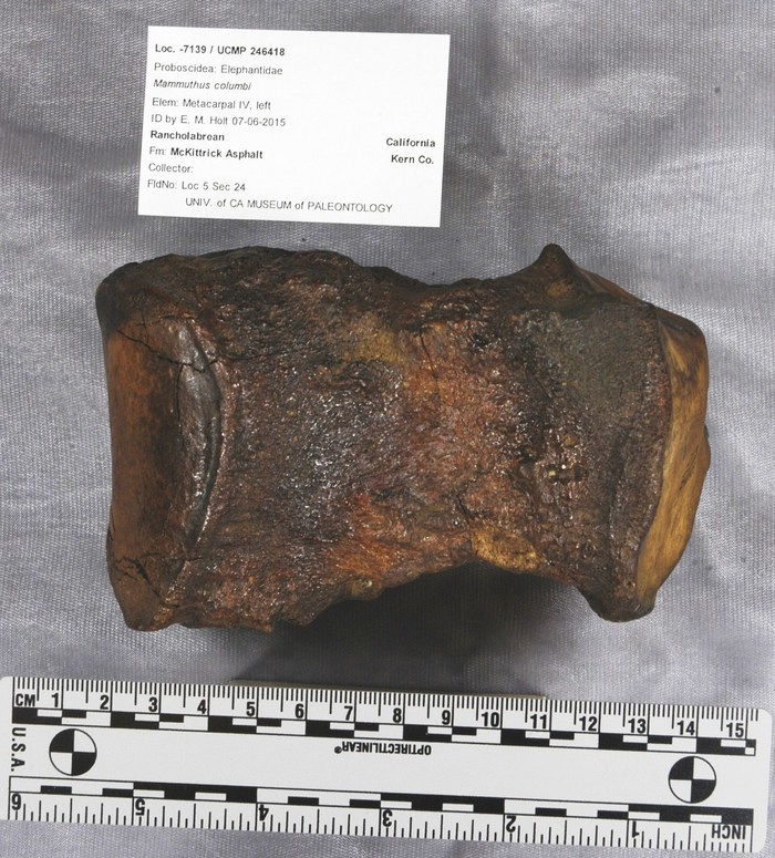 Image of Columbian mammoth