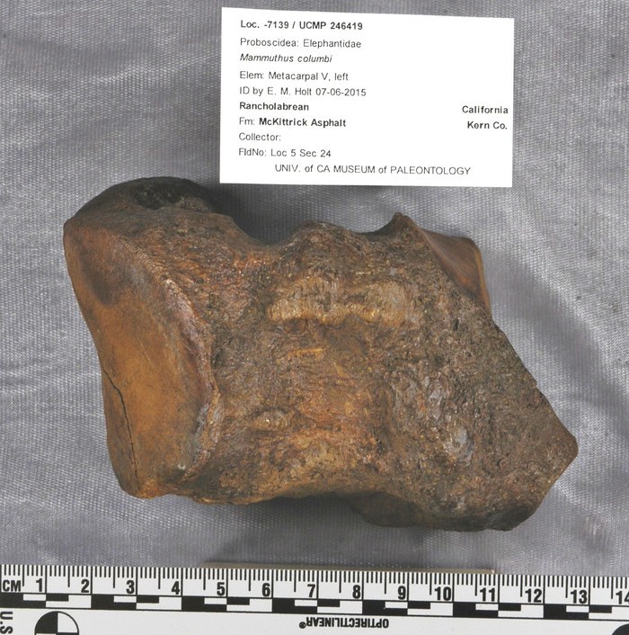 Image of Columbian mammoth