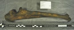 Image of <i>Panthera atrox</i>