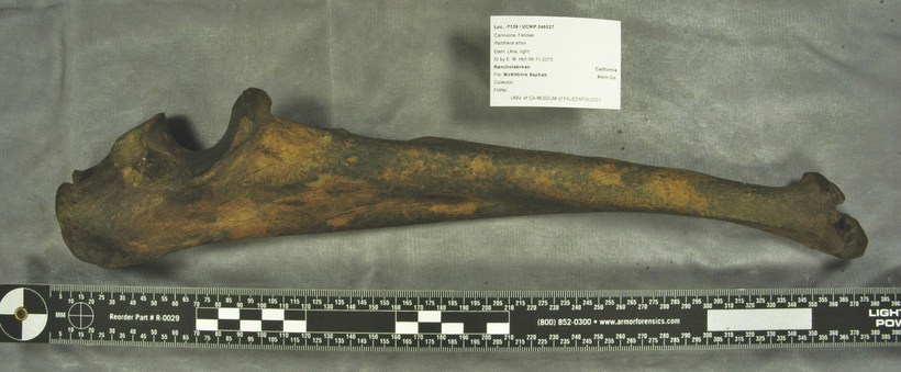 Image of <i>Panthera atrox</i>