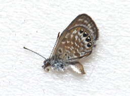 Image of Pygmy Blues