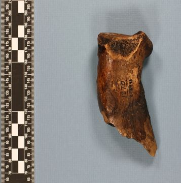 Image of <i>Panthera atrox</i>