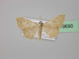 Image of Scopula addictaria Walker 1861