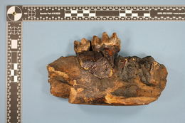 Image of American mastodon