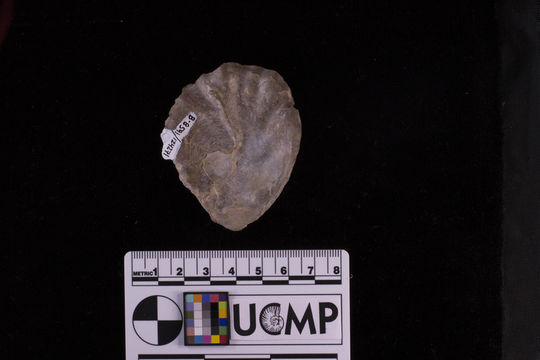 Image of <i>Ostrea vespertina sequens</i>