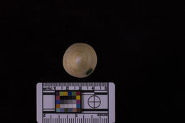 Sivun Acmaea mitra Rathke 1833 kuva