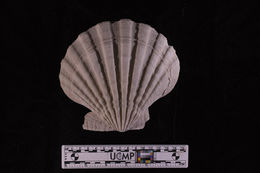 Imagem de Nodipecten subnodosus (G. B. Sowerby I 1835)