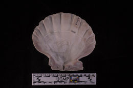 Слика од Nodipecten subnodosus (G. B. Sowerby I 1835)