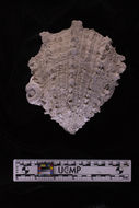 Plancia ëd Spondylus victoriae G. B. Sowerby II 1860
