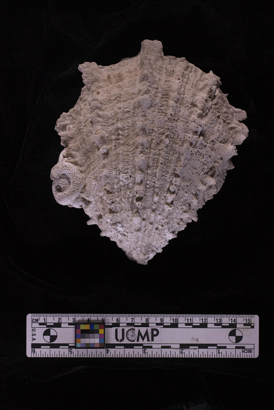 Слика од Spondylus victoriae G. B. Sowerby II 1860