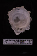 Image of Spondylus victoriae G. B. Sowerby II 1860