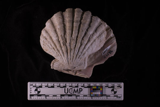 Image de Nodipecten subnodosus (G. B. Sowerby I 1835)