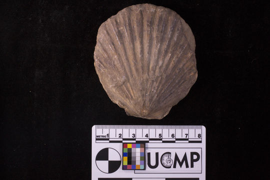 Image of <i>Patinopecten lohri</i>