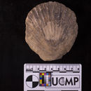 Image of <i>Patinopecten lohri</i>