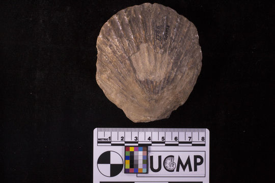 Image of <i>Patinopecten lohri</i>