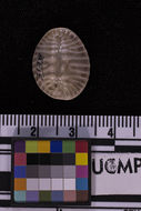 Image of cowries