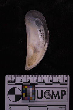 Image of California mussel