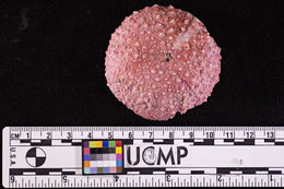 Image of Porosoma fifei Wagner 1972
