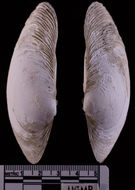 Sivun Saxidomus nuttalli Conrad 1837 kuva
