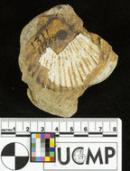 Image de <i>Pecten gabbi</i>