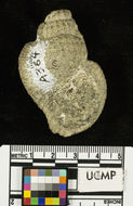 Image of <i>Gyrineum jeffersonensis</i>