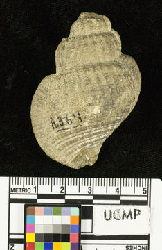 Image of <i>Gyrineum jeffersonensis</i>