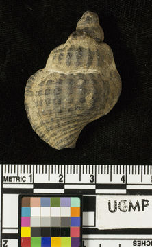 Image of <i>Gyrineum jeffersonensis</i>