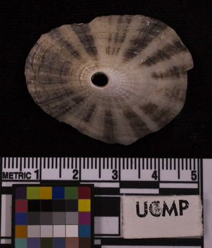 Image of rough keyhole limpet