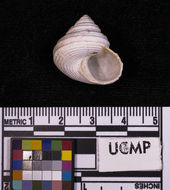 Image of <i>Calliostoma costatum</i>