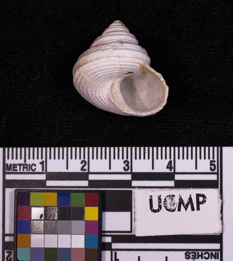 صورة <i>Calliostoma costatum</i>