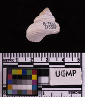 Image of <i>Calliostoma costatum</i>