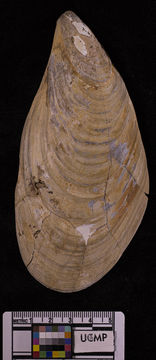 Image of California mussel