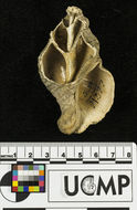 Image of <i>Siphonalia gilberti</i>