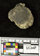 Image of <i>Pecten calkinsi</i>