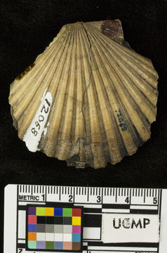 Слика од <i>Pecten crassicardo biformatus</i>