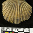 Слика од <i>Pecten crassicardo biformatus</i>