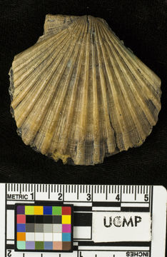 Imagem de <i>Pecten crassicardo biformatus</i>