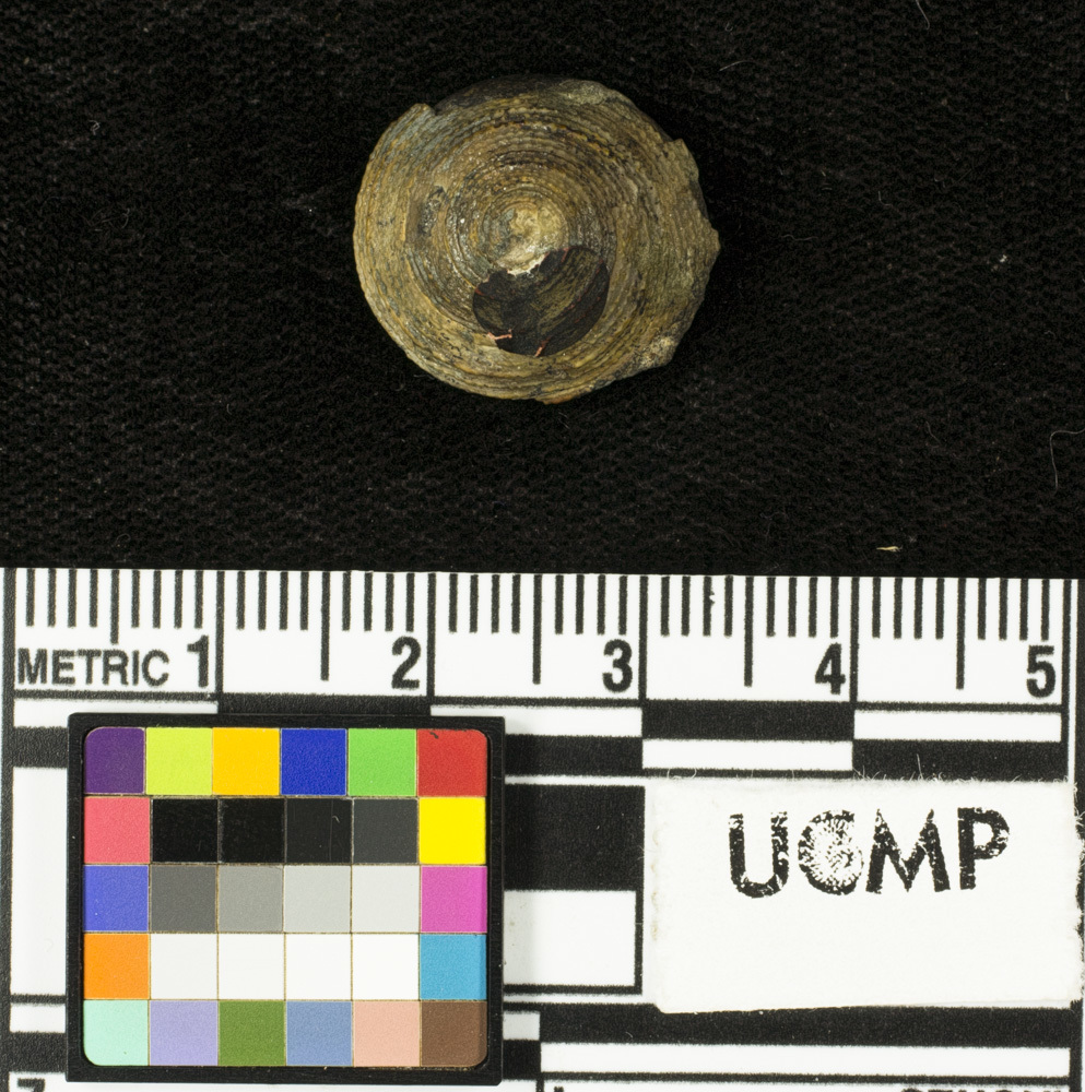 Image of <i>Calliostoma etchegoinensis</i>