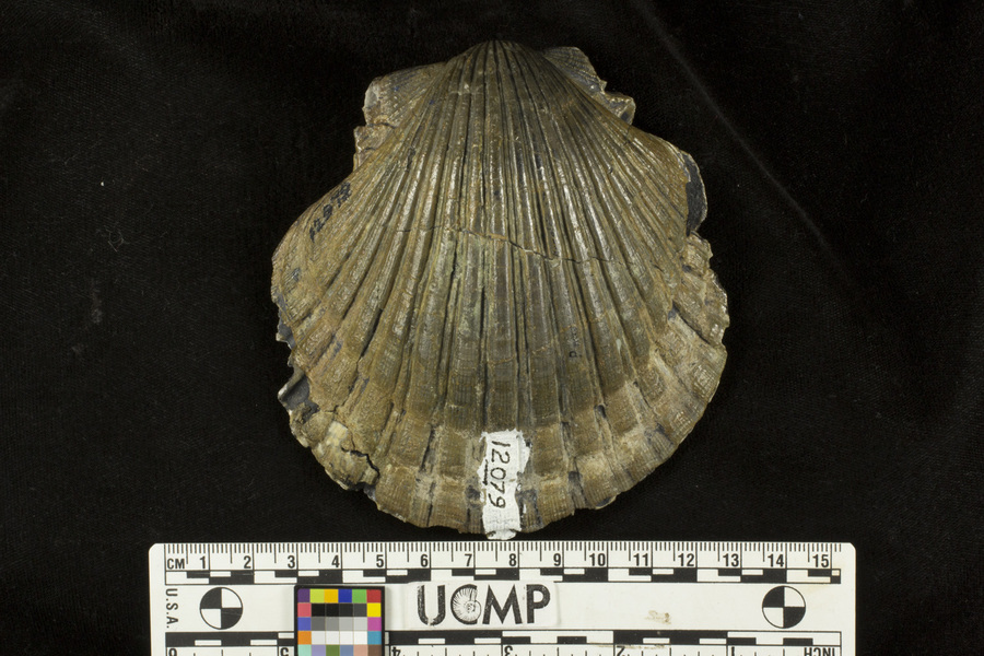 Слика од <i>Pecten miguelensis</i>