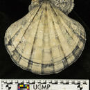 Слика од <i>Nodipecten veatchii</i>