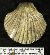 Слика од <i>Vertipecten bowersi</i>