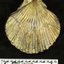 Image of <i>Vertipecten bowersi</i>