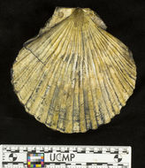 Plancia ëd <i>Vertipecten bowersi</i>